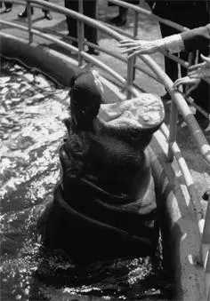 Nijlpaard Winston Noorder Dierenpark Emmen